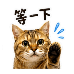米歐日常招呼