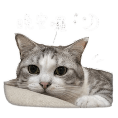 壯壯碎碎念