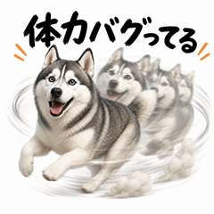 Japanese Fine Husky stickers