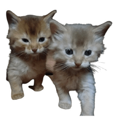 Somali Cats Pino and Yuki Chill Stickers