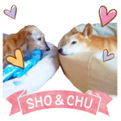 SHO&CHU's Sticker