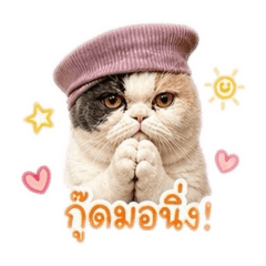 Jookie fat cat
