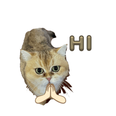 Omg super duper cat
