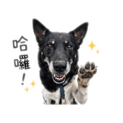 柚子狗狗