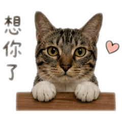 打牌會Migi的咪吉小貓