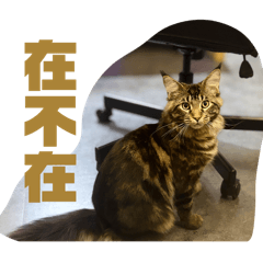 將軍貓咪#1