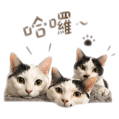 ABCmo貓貓