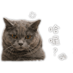毛貝灰三姐弟