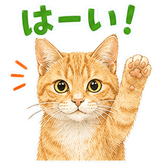 daily life of a tabby cat san