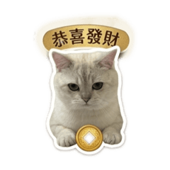 Q比的實用貼圖英短銀漸層