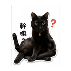 喵寶貝生活用語