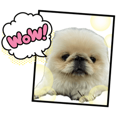 PEPE_20260510192754