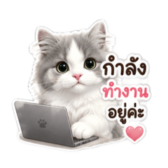 Tommy_20260511145030