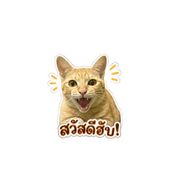 Mookkii_20260428170236