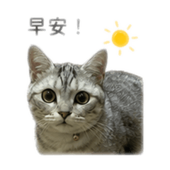 芋圓貓先生