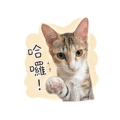 拿堤豆醬上班日常