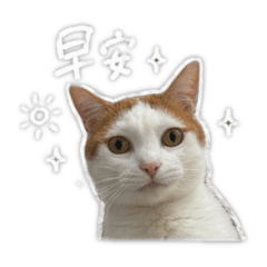王錒虎續集