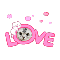 aLots of cats