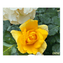 05132026 May Flowers