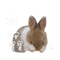 貝拉滴兔子～荳荳1