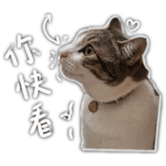 李小呱呆呆貓2