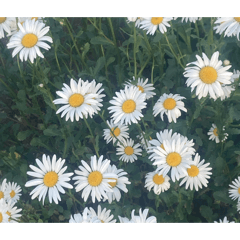 emi_20260510204826