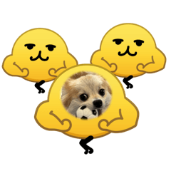 moka.pomeranian_20260510212550