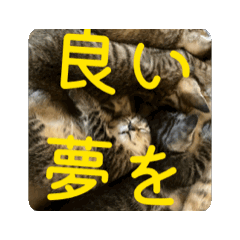 If the cat says so, so be it.