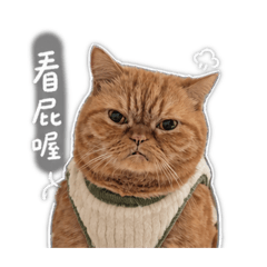 呆萌胖橘貓（日常用語）