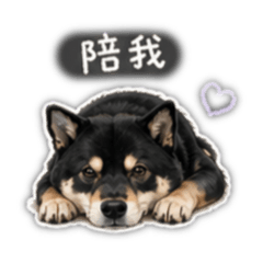 黑柴可頌生活用語