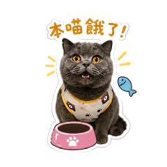 老六來了