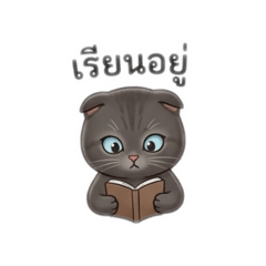 Brownie_20260513193054