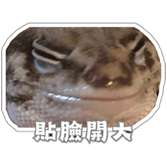 Gecko#2好像有用篇