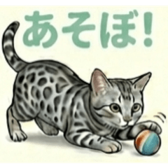 Cats - Felis catus - 3