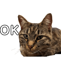 yamaoka nyanko