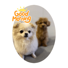 dog_20260510222229