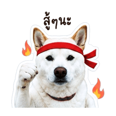 Wonder Hachi3