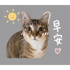 湯圓與芋圓