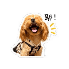 卡布一歲
