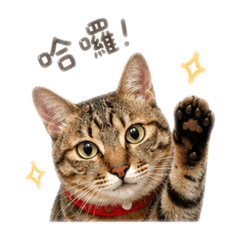 胖虎貓嗚