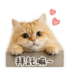 球球貓貓來囉