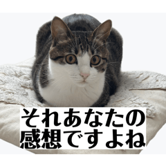 Boltin Oleg (cat)_20260510225404
