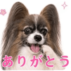 Papillon's Cute Greetings