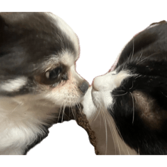 Dog Cat Dog.