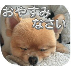 Pome Pome Ponta_20260510214533