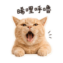 晞晞在此ฅ*ੈ✩可愛是日常,厭世是本能。