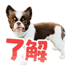 n_shino_20260510221317