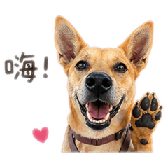 豆干狗狗