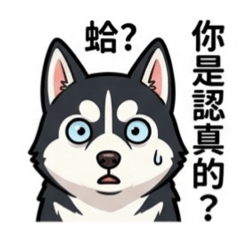 二哈的日常啐唸