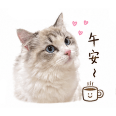 笨Moo Moo